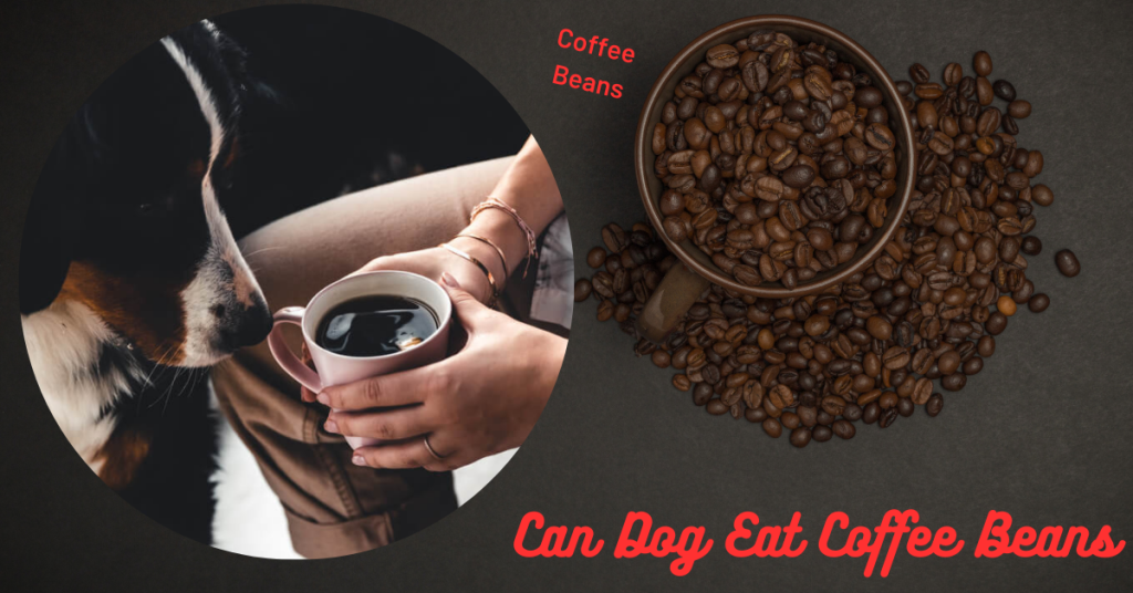Can Dog Eat Coffee Beans