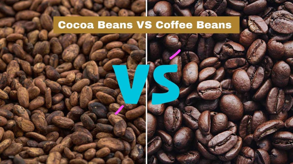 cocoa-beans-vs-coffee-beans