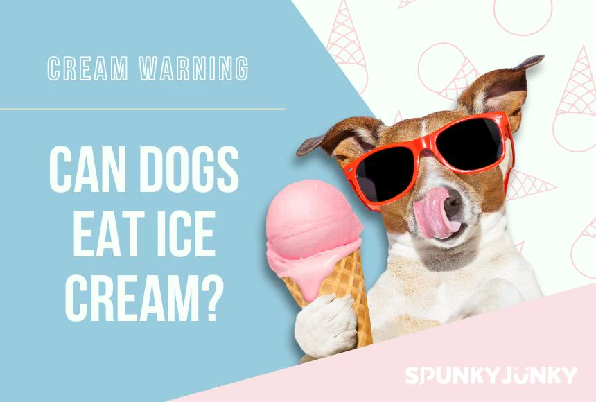 Can dog eat ice cream