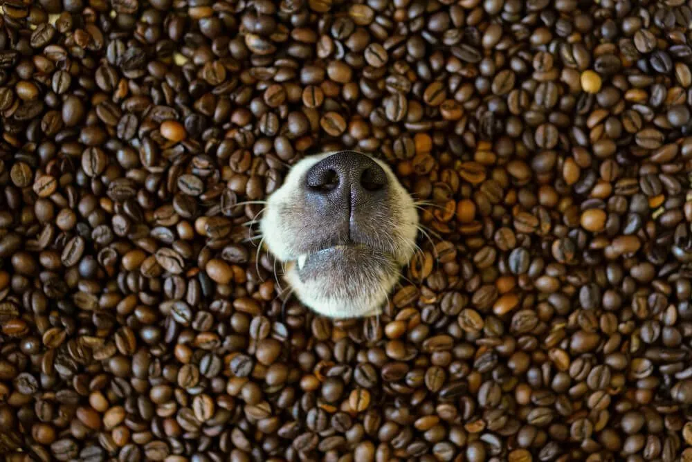 Can dog eat coffee beans