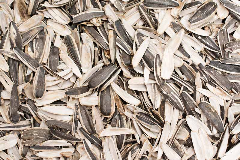 Can You Eat Sunflower Seed Shells?